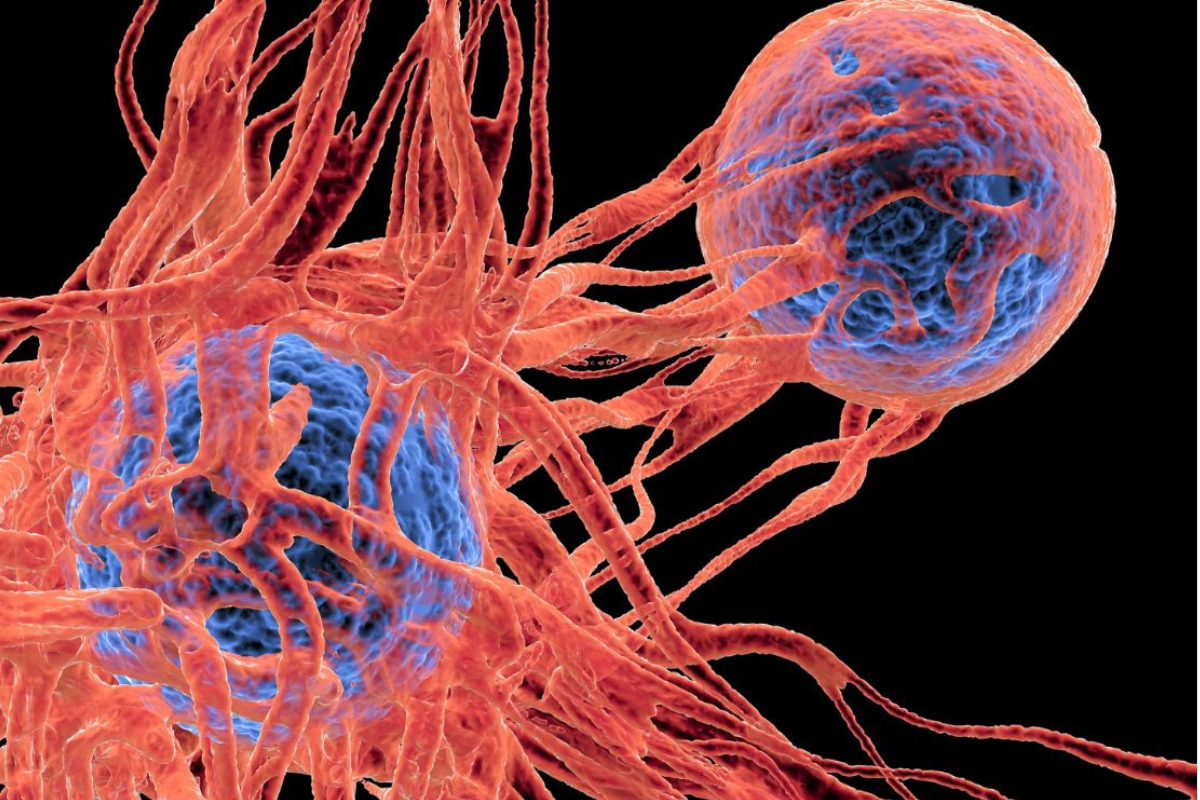 Ejes del Daño Celular: Estrés Oxidativo, Inflamación y Cardiometabolismo