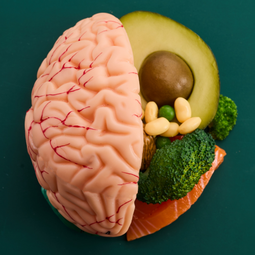 Nutrición Cerebral y Ritmos Biológicos